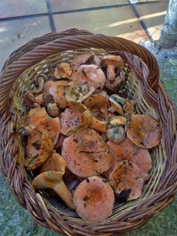Alberg Roques Blanques Ribes De Freser Εξωτερικό φωτογραφία